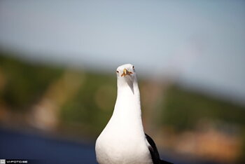 Fågel