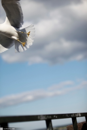 Fågel på flykt