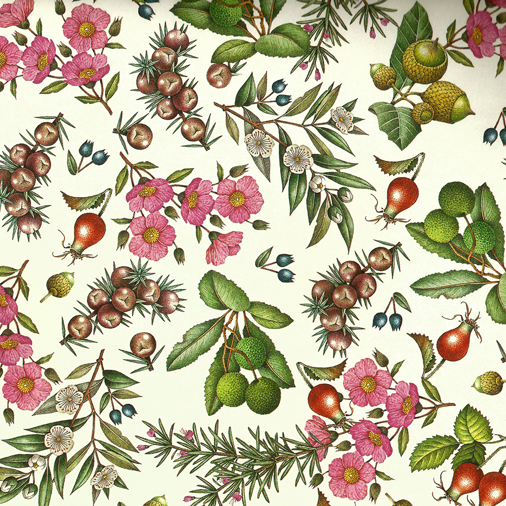 Mediterranean plants