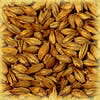 Chateau Cara Gold 120 EBC 25kg