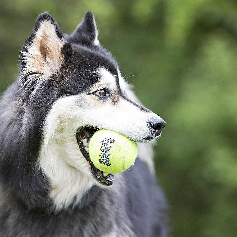 Kong hundleksak tennis boll med pip