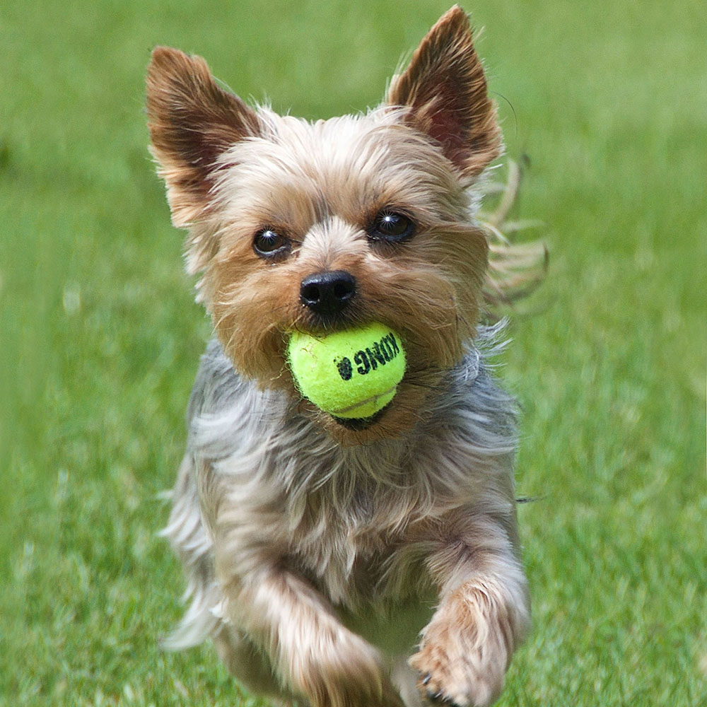 Tennisboll till liten hund hundleksak från Kong