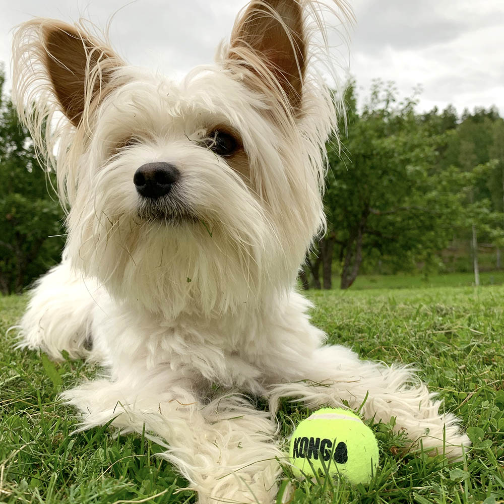 Kong liten tennisboll som piper till hund hundleksak