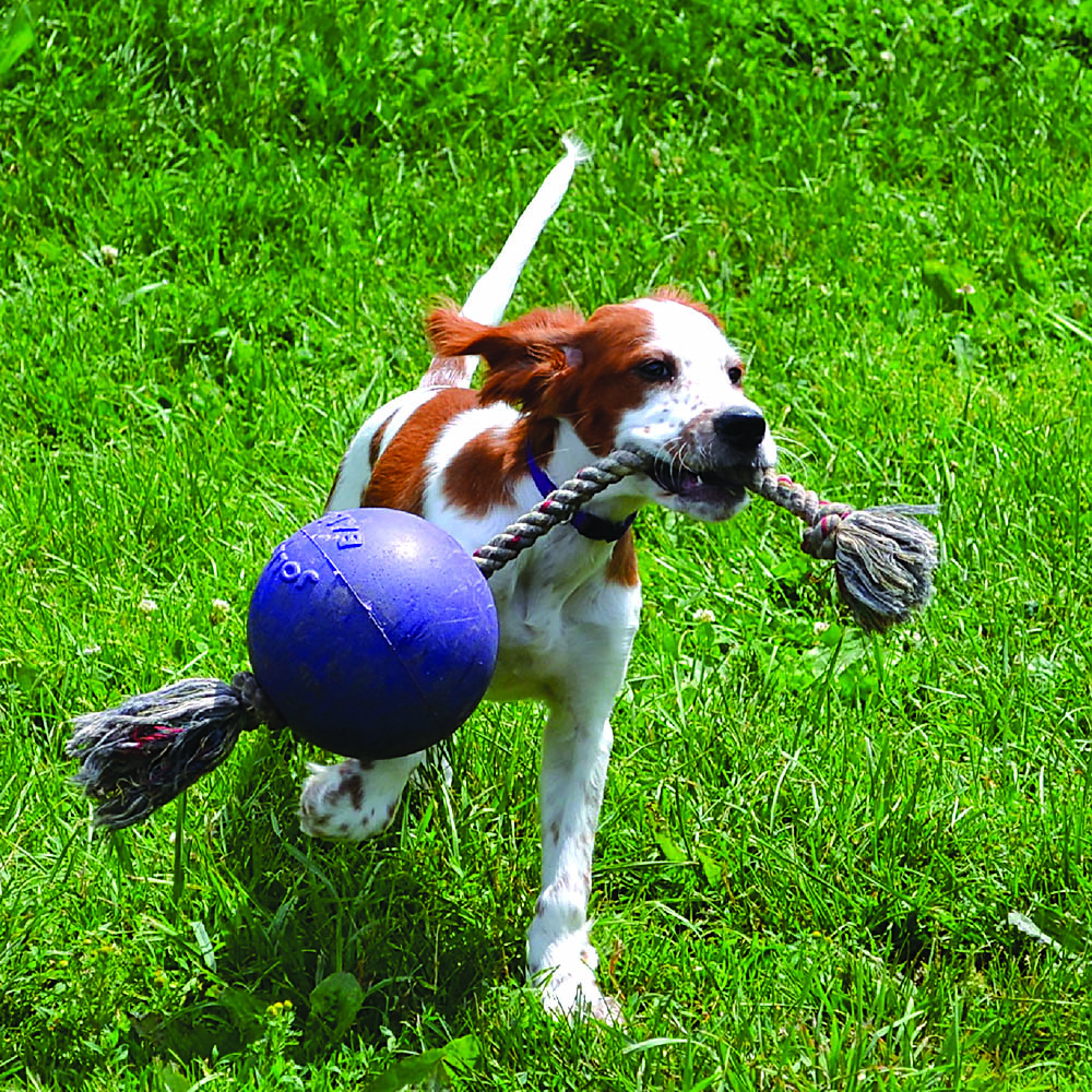 Jolly ball with store rope