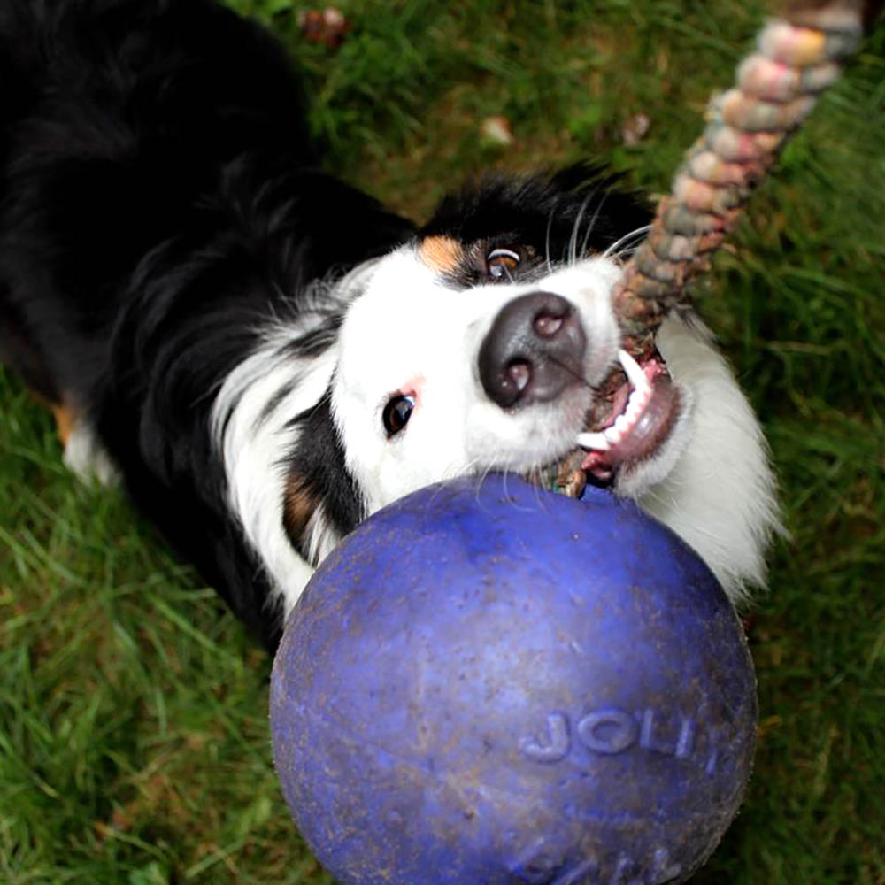 Jolly ball romp-n-roll - 3