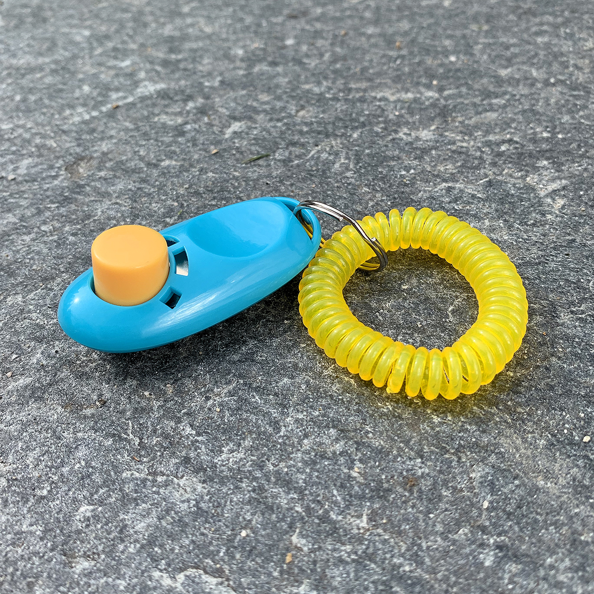 Lär dig att klicka in hunden
