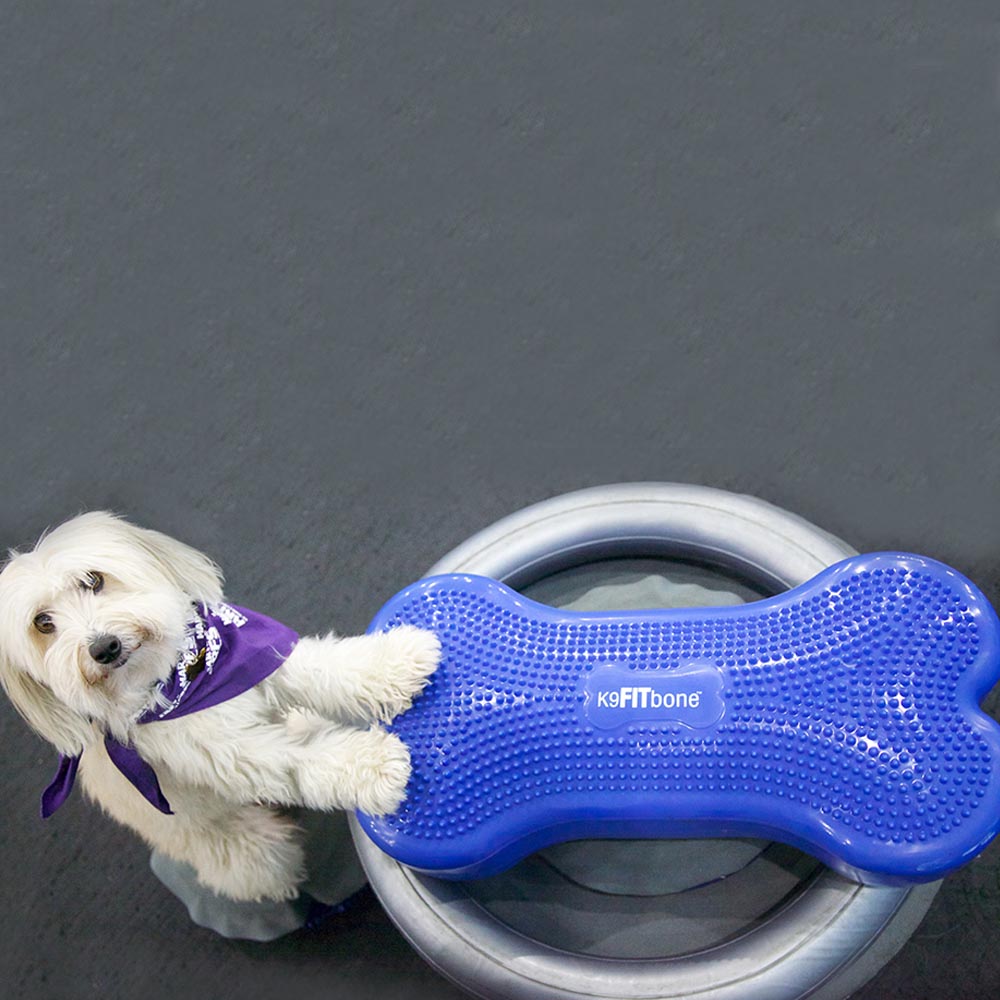 FitPAWS Donut holder - 4