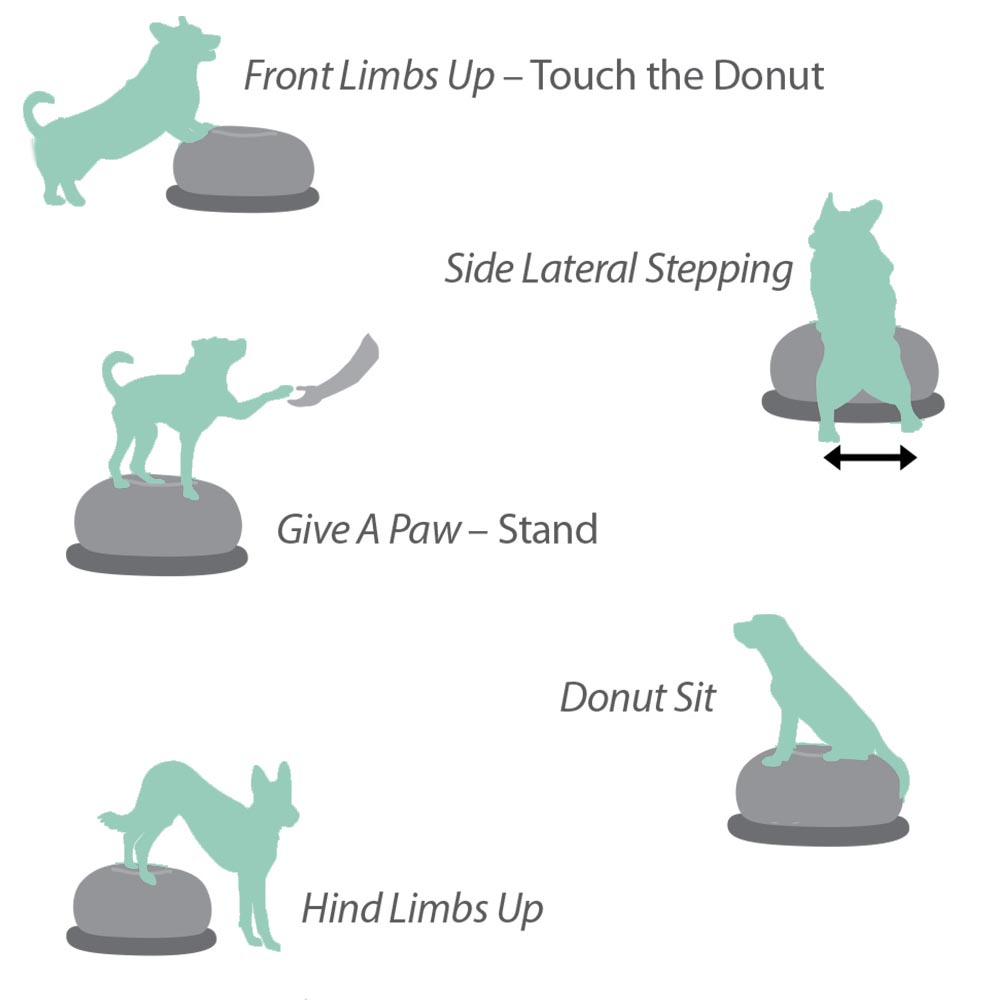 FitPAWS Donut holder - 6