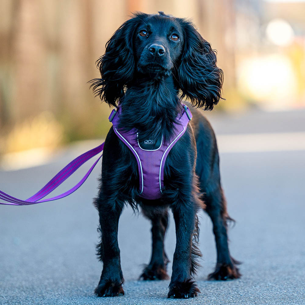 DOG Copenhagen comfort walk go step in harness for dog