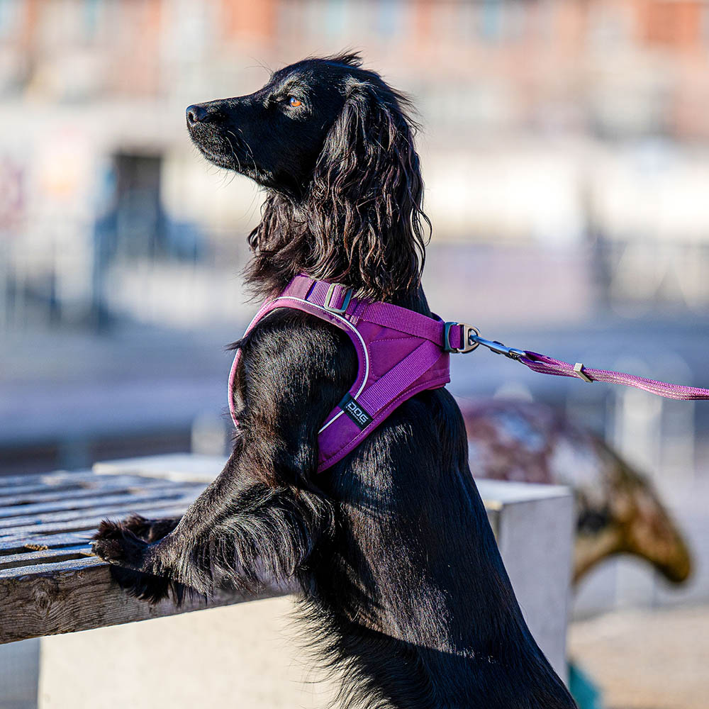DOG Copenhagen Comfort Walk Go harness - 5