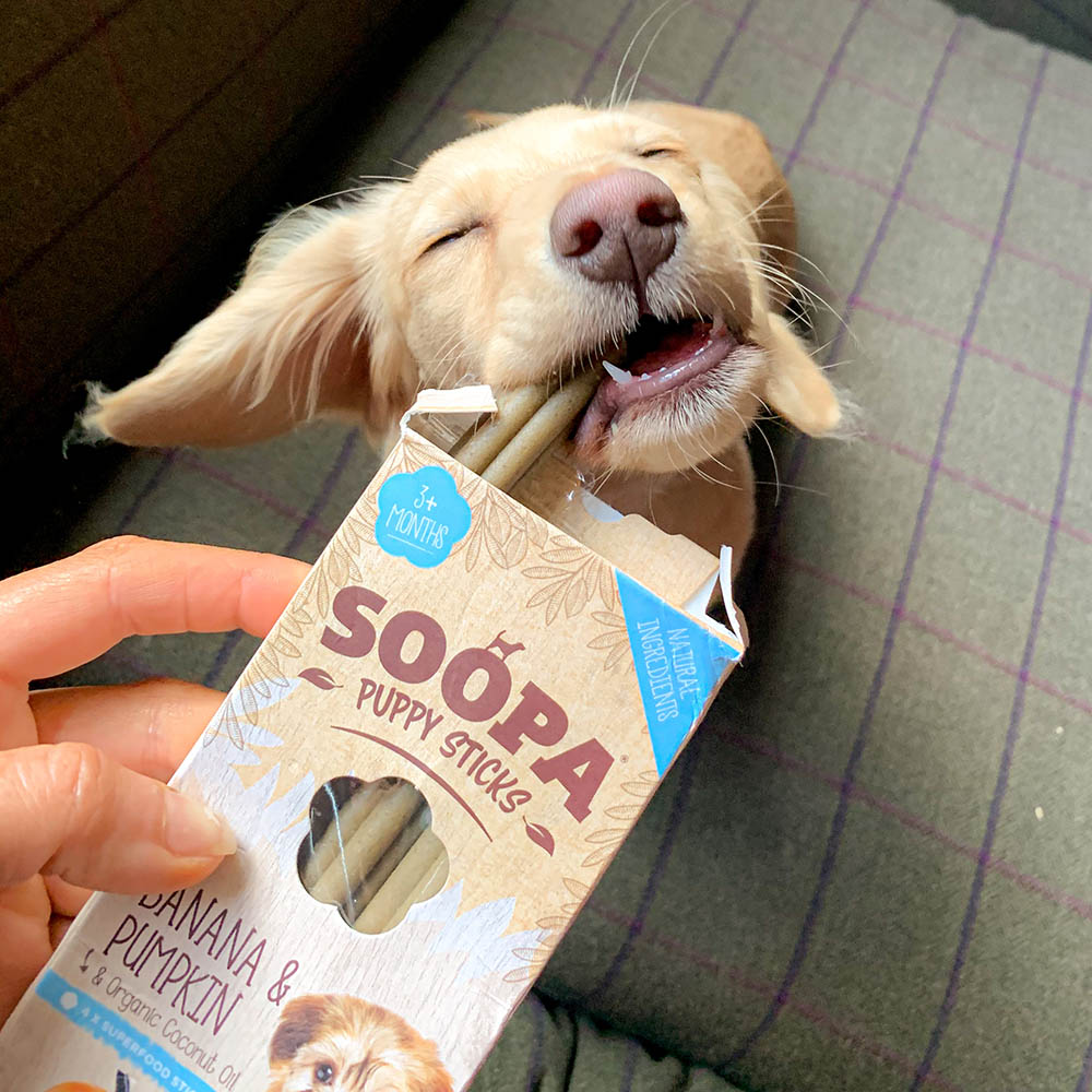 Vegetarisk och sockerfri dental tugg sticks till hundvalp Soopa