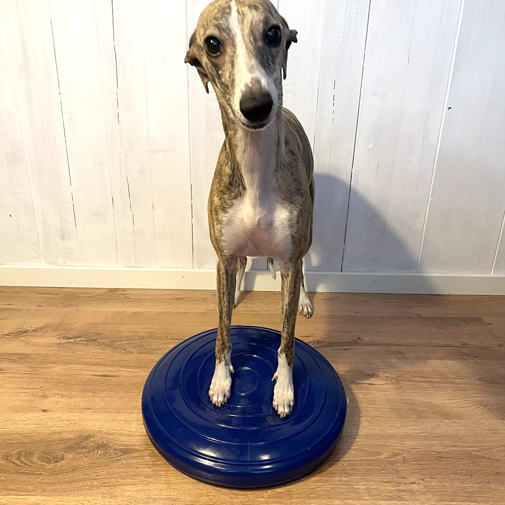 Hansesgården balansdisk till hund whippet