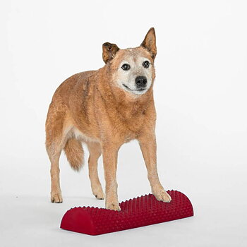 Senso balance bar for the dog training 