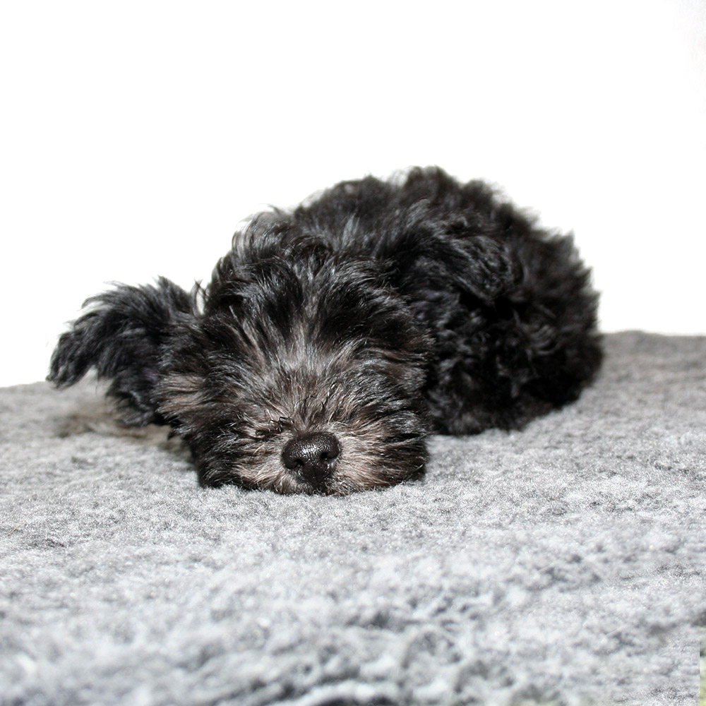 Vetbed dog 