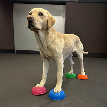 Workout paw pod