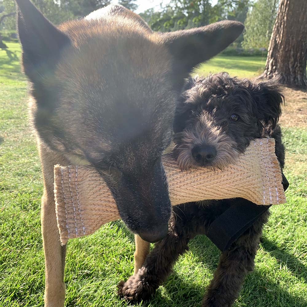 Liten bitstock i jute till hundträning och hundlek