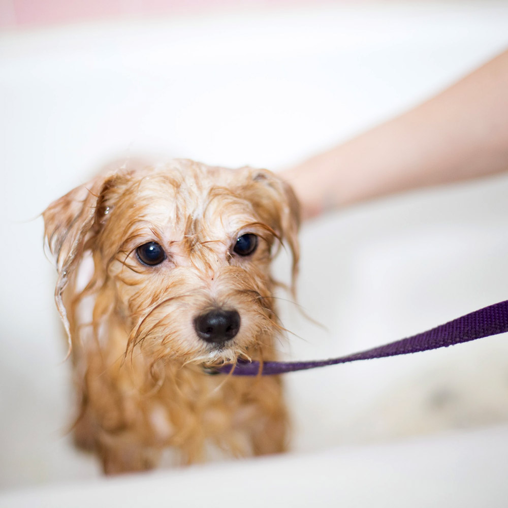 WAP: 8 Fur wash anti smell - 3