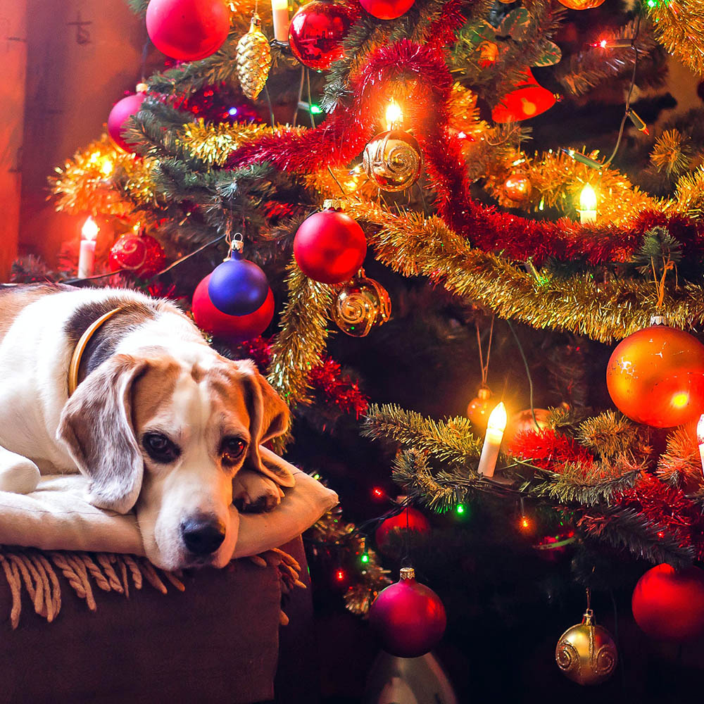 Köpa en julklapp till hund till valpen