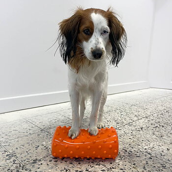 Small orange balance ball cylindrical for dog training