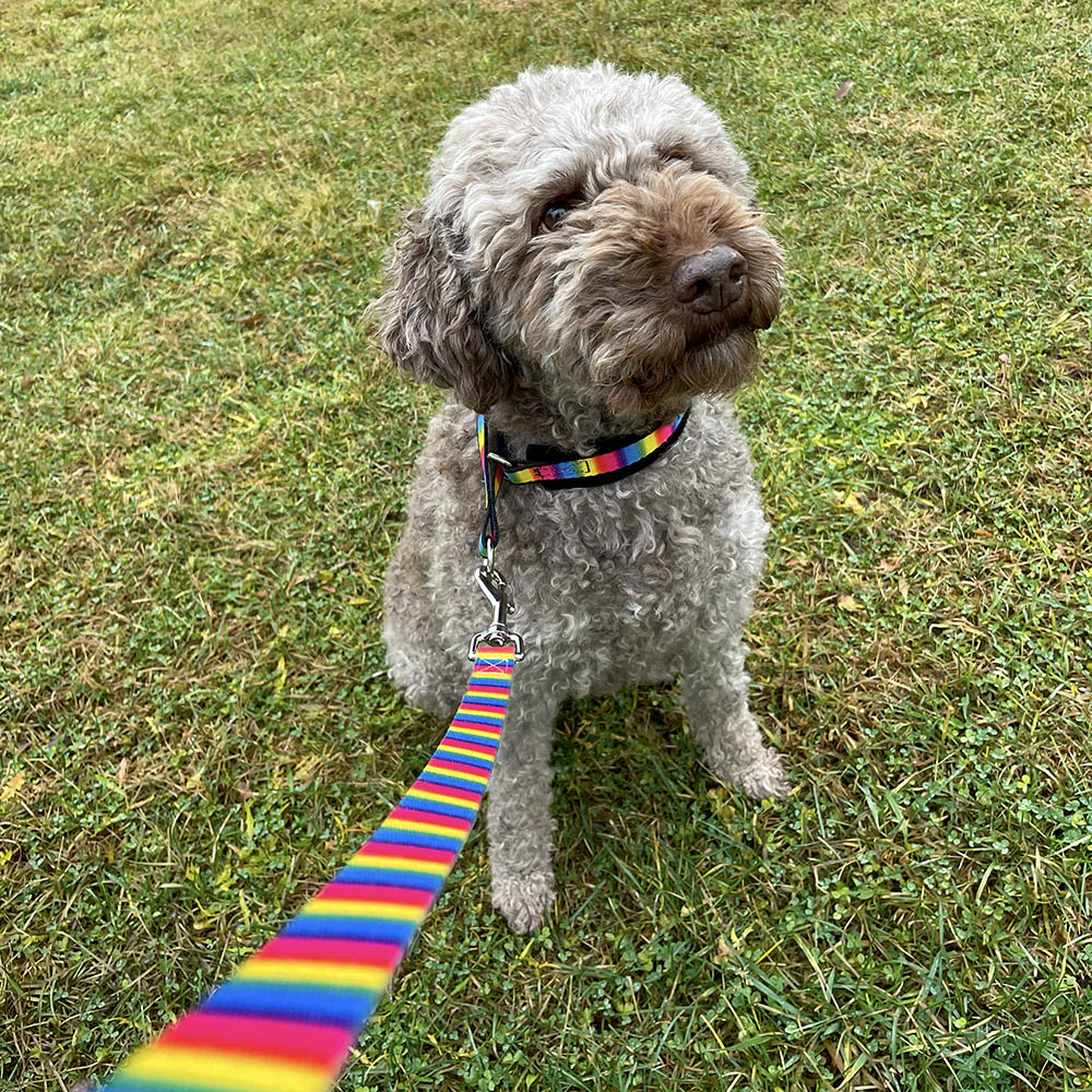 Snyggt och praktiskt pride koppel till stor hund