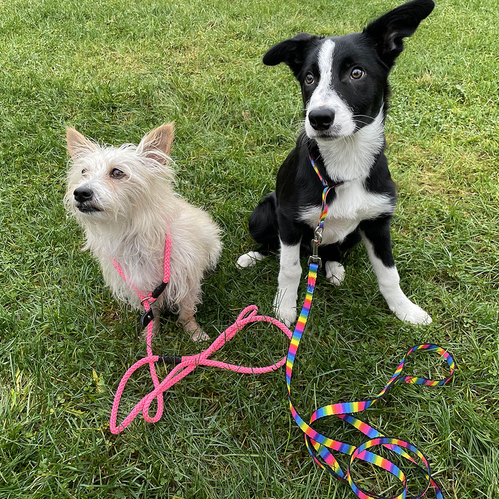 Pride koppel till hund