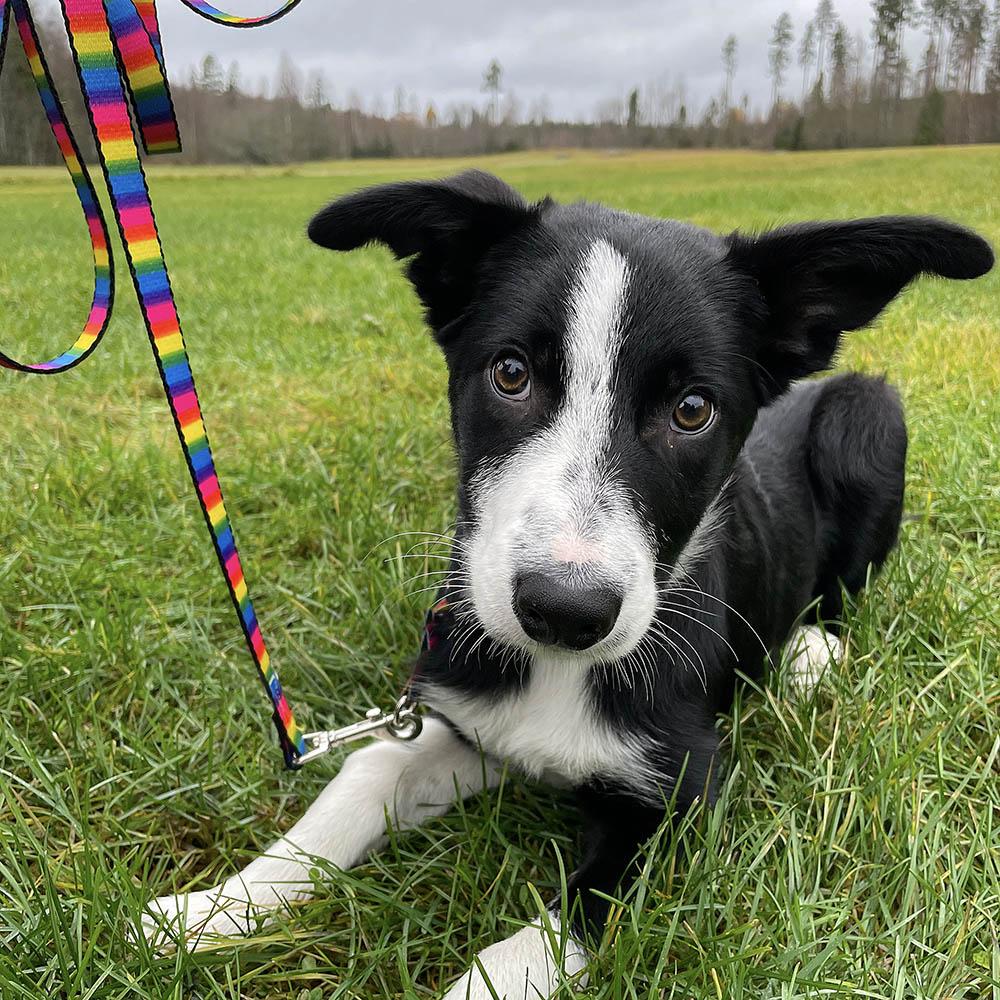 Svensktillverkat regnbågs koppel till hund