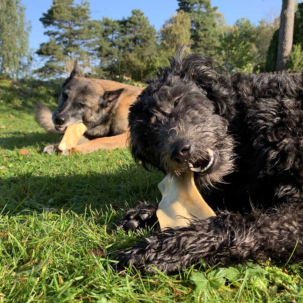 Rauh tuggchips till hund älgchips hundchips