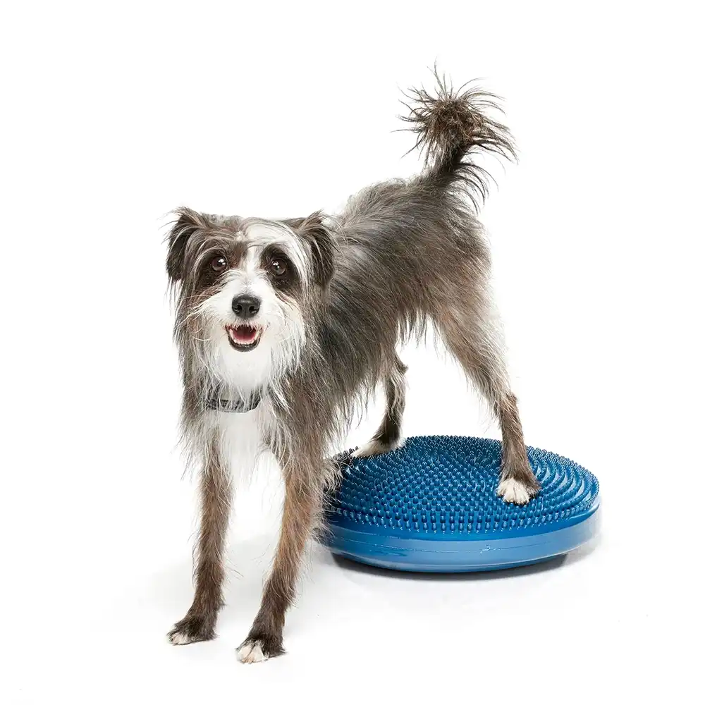 Fitpaws giant disc for beginner dog