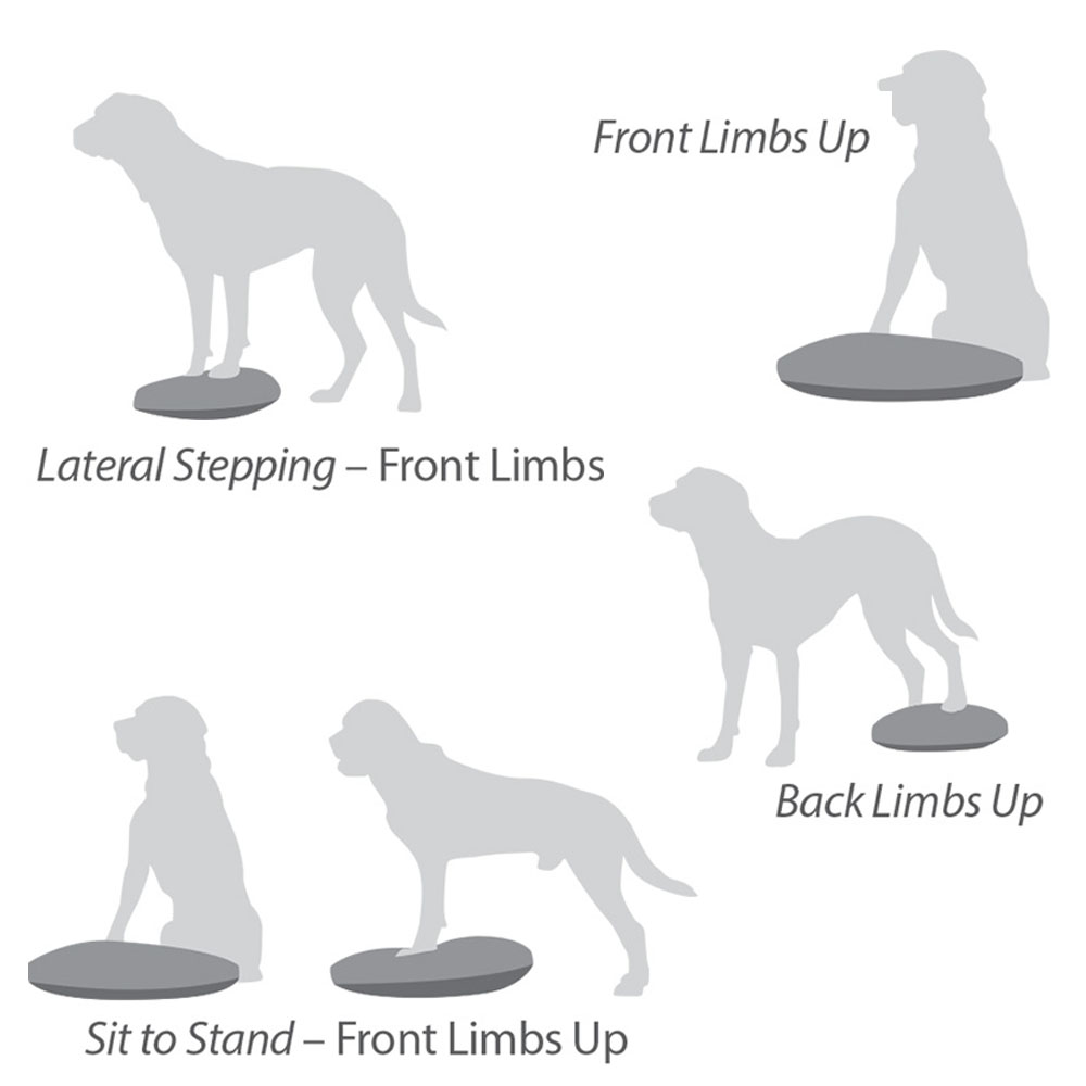 FitPAWS Disc giant - 56 cm - 6