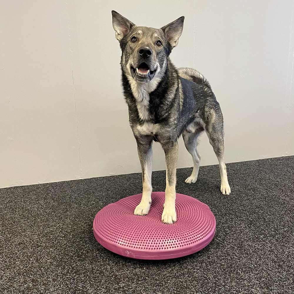 Fitpaws disc giant 56 cm for dog training 