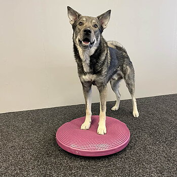 Fitpaws disc giant 56 cm for dog training 