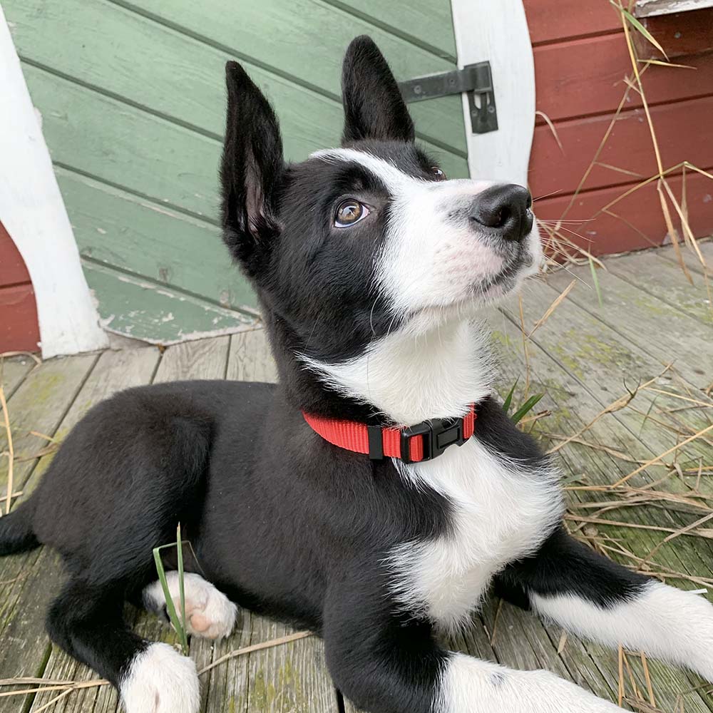 Hundhalsband till valpen