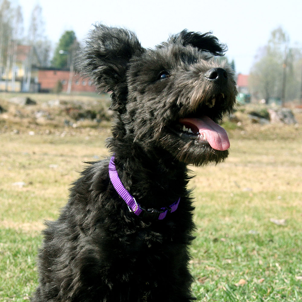Hundhalsband till valpen