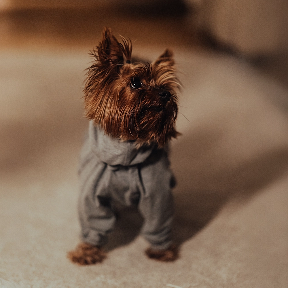 Mysdress till hunden Paikka