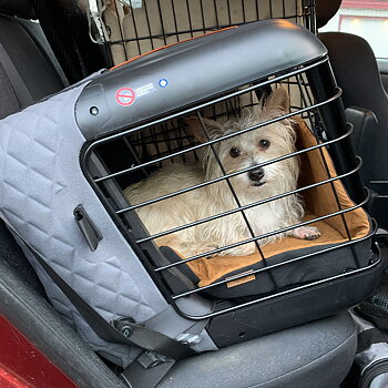 4Pets career car cage for small dog breed
