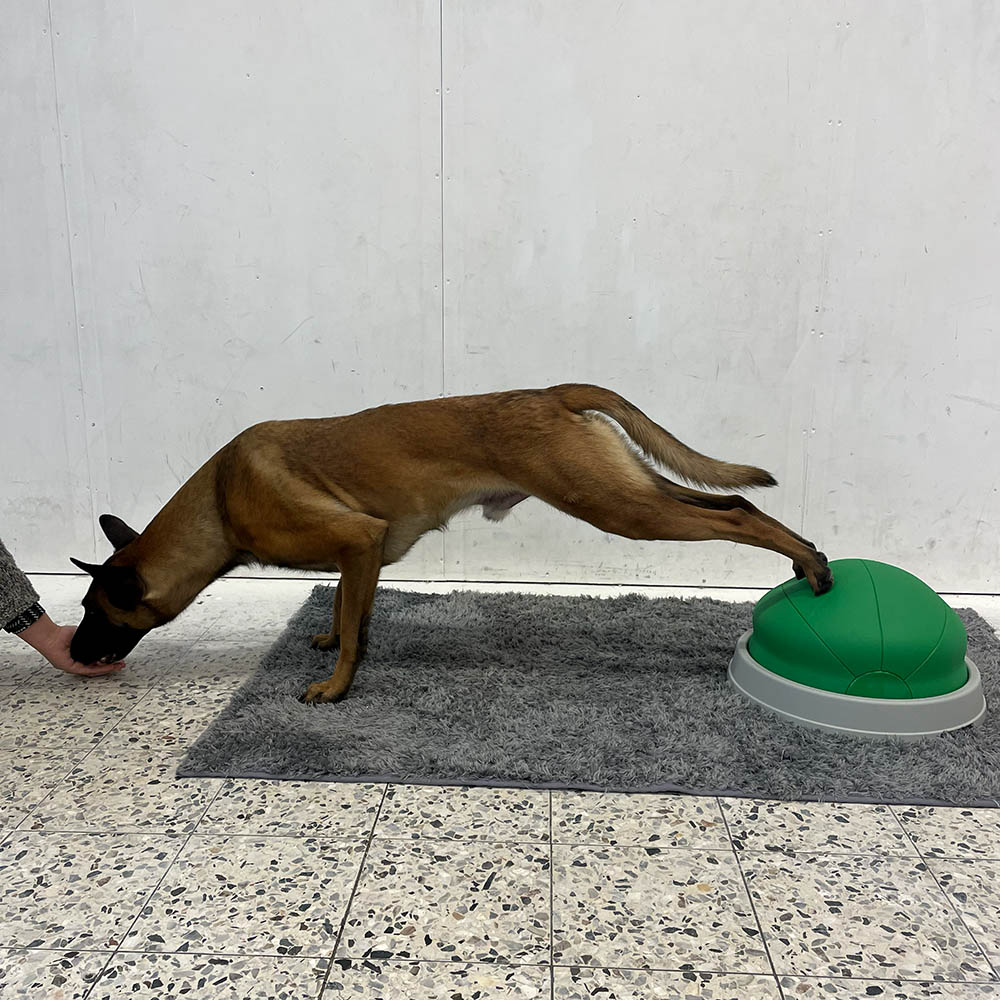 Armhävningar på balansboll hund