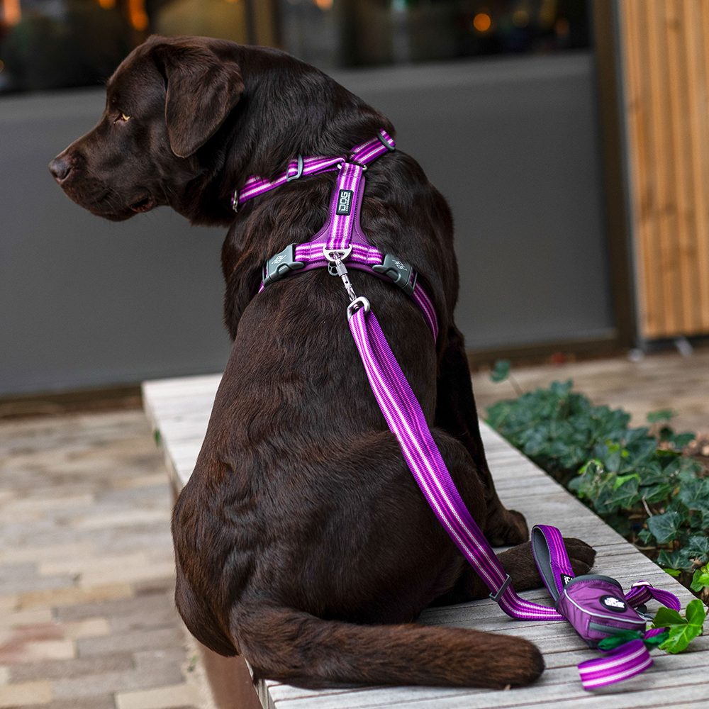 DOG Copenhagen Comfort walk air harness 3.0 purple for dog