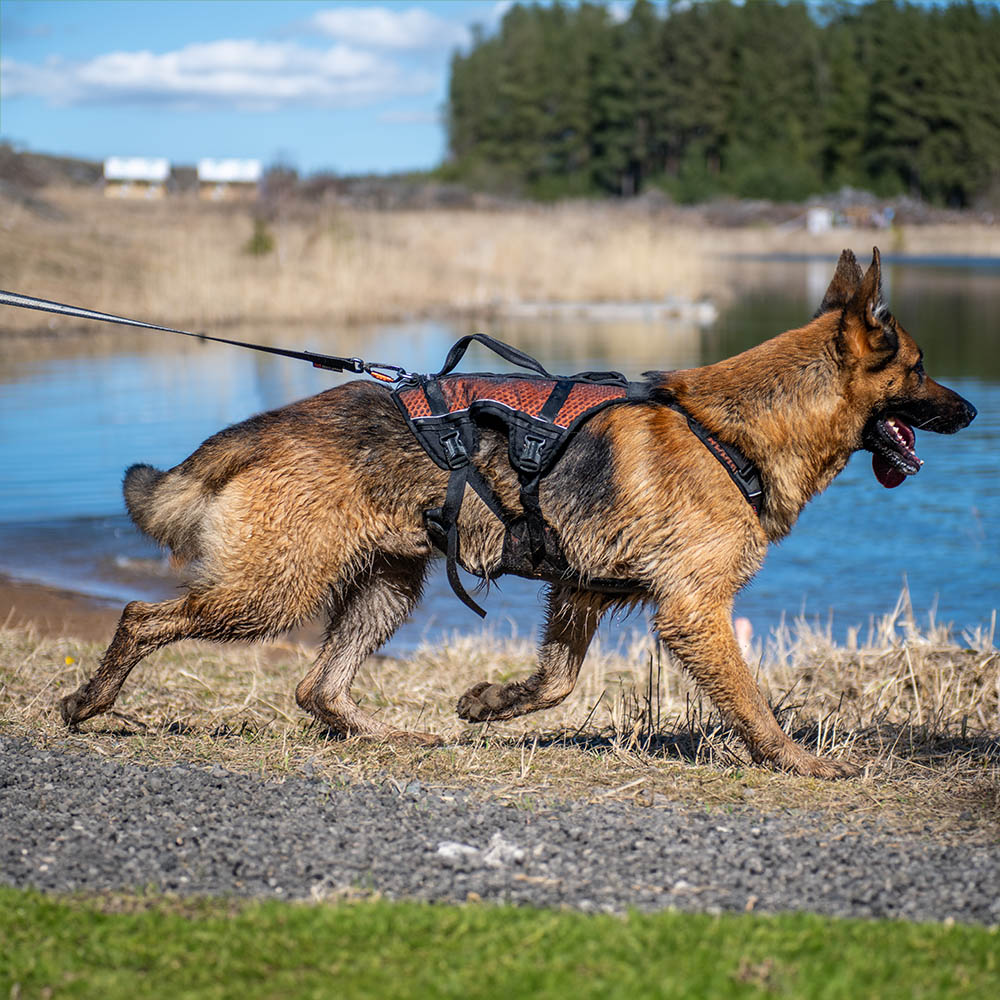 Non-stop Rock harness long sele - 2