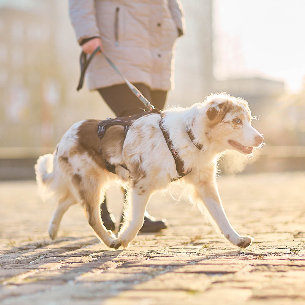 Non-Stop rock long harness  lång hundsele till promenader handtag på ryggen
