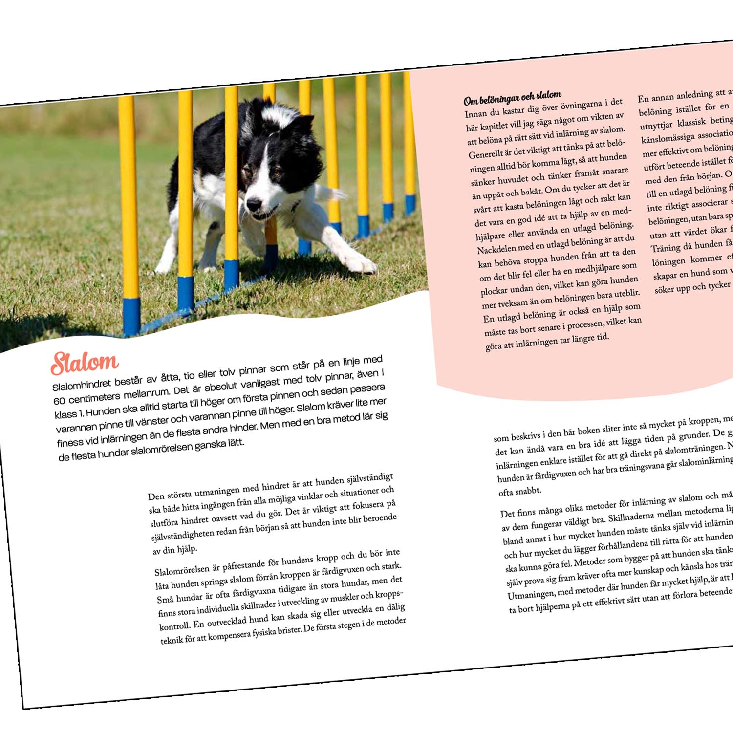 Hundbok om hur du tränar agility med din hund