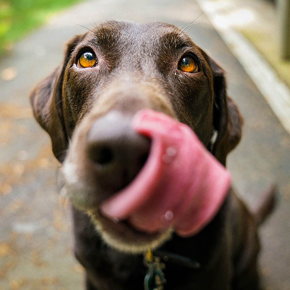 Nom Noms paté - 4