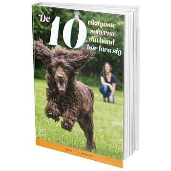 The 10 most important things your dog should learn