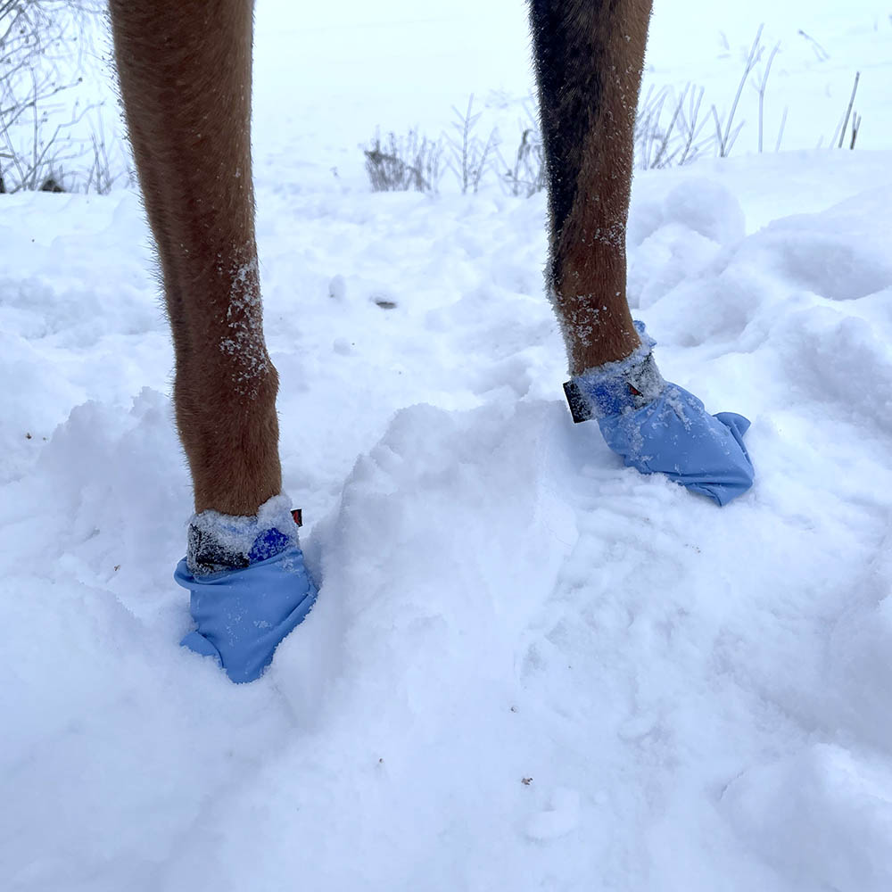 Blå hundskor i tyg Non-Stop slipp snö och is i trampdynor snöskor hund