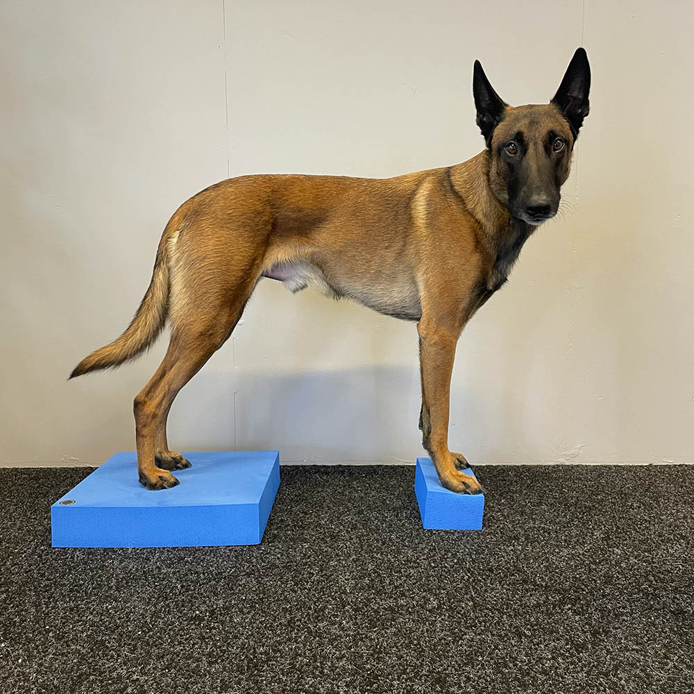 Traning plate for dog - 6