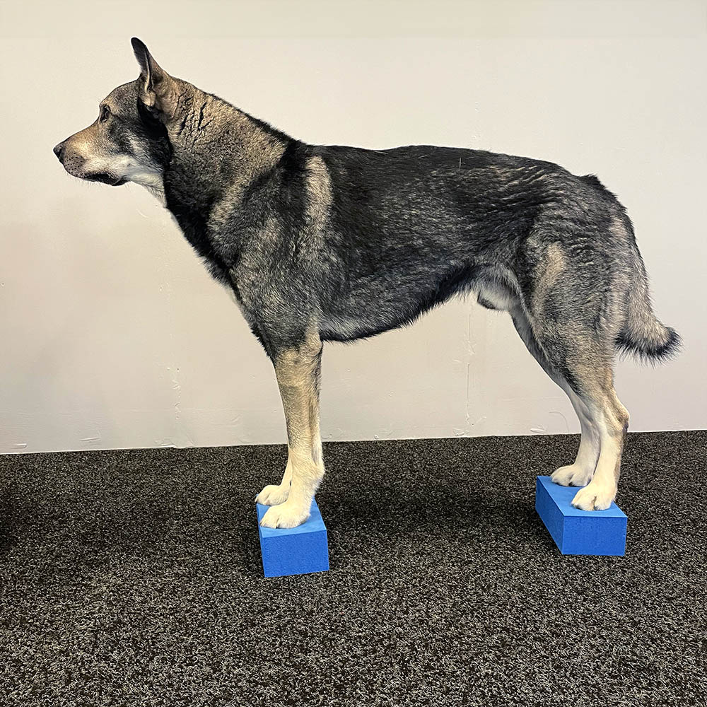 Soft plate for dog training blue patrikblock yoga block