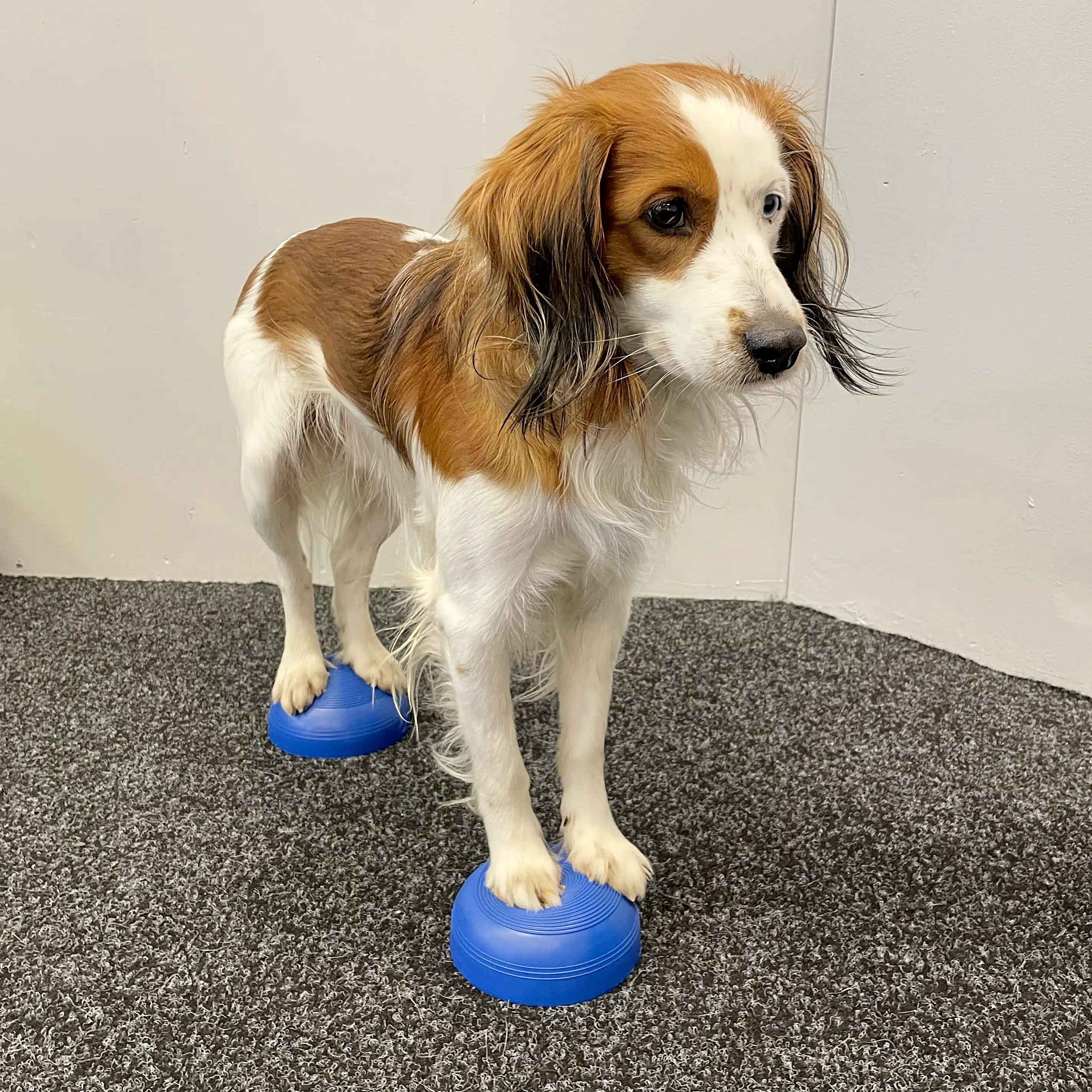 Hansesgården halvbollar träna tår och handled artros hund