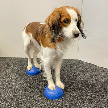 Hansesgården halvbollar träna tår och handled artros hund