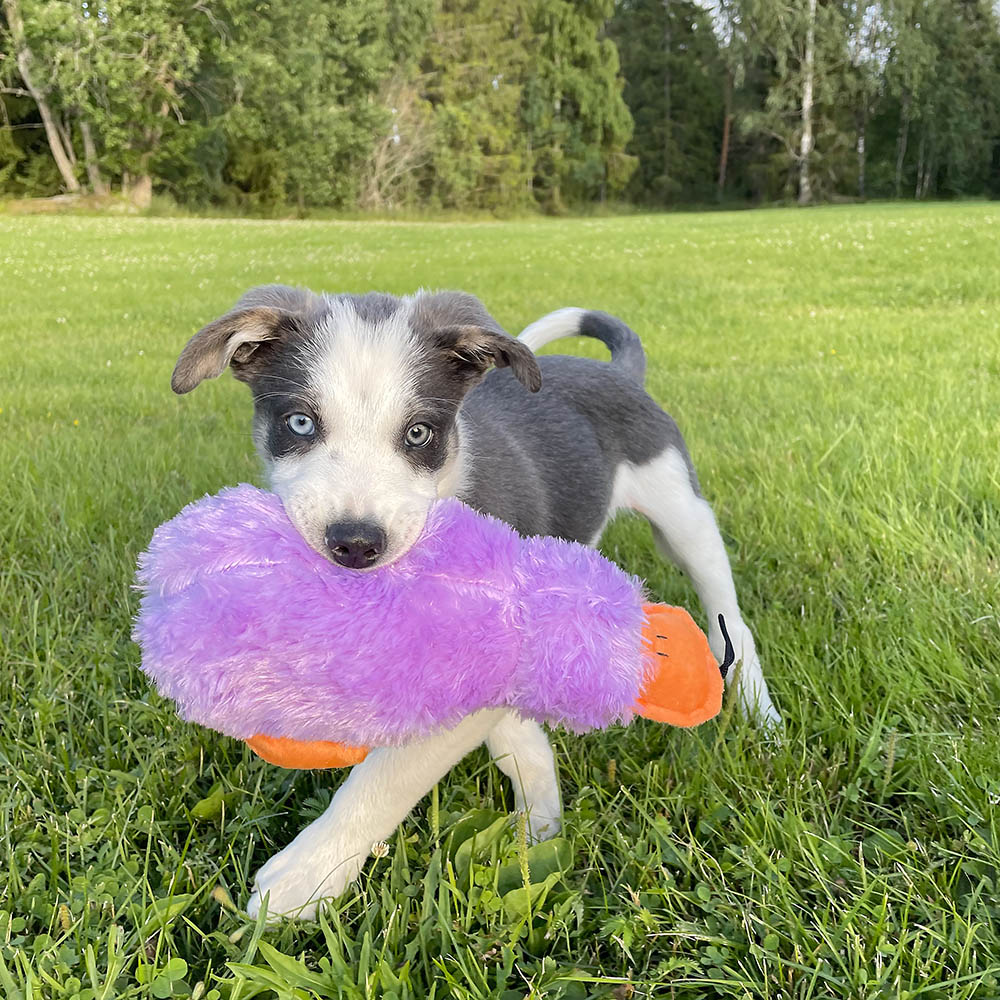 Gosedjur med pip att bära runt på hundleksak