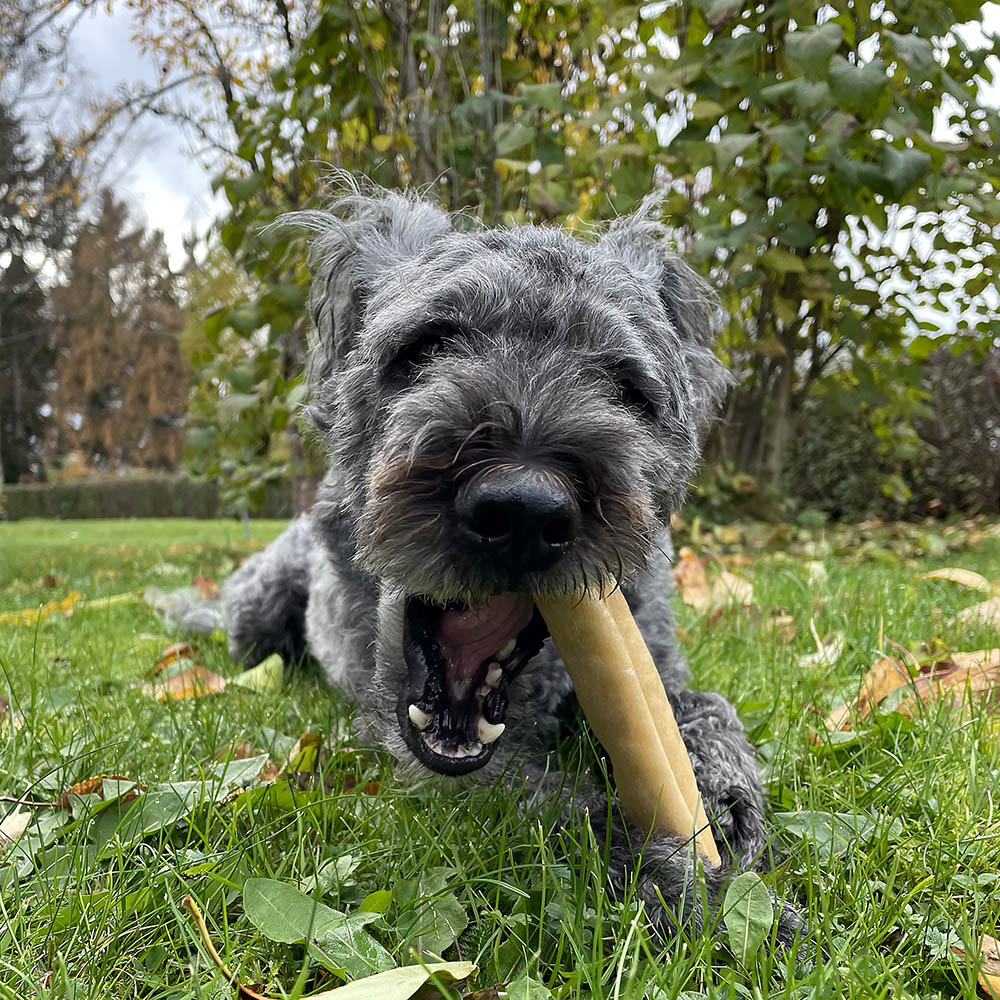 Kerotugg chewing dog bone of cattle - 2