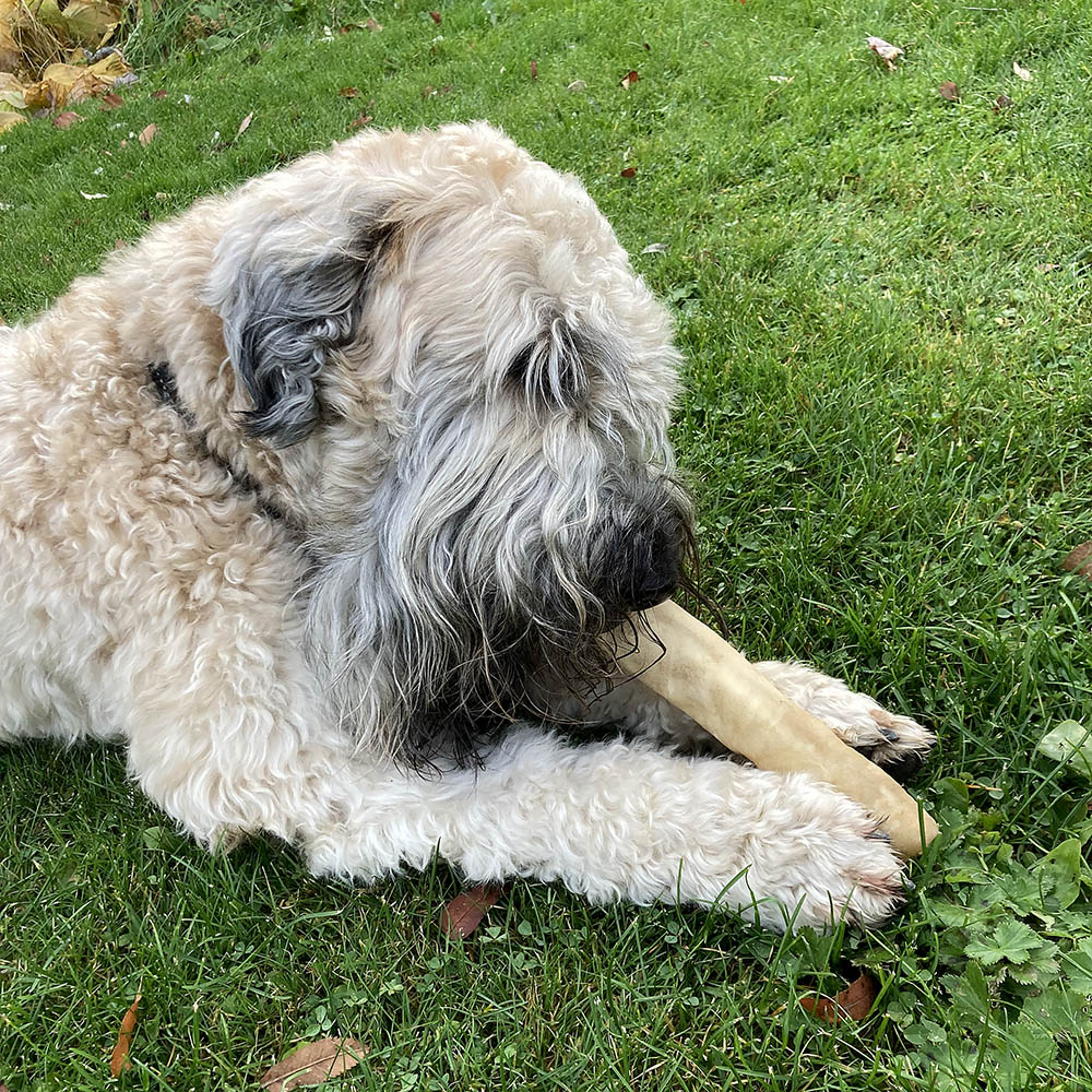 Kerotugg chewing dog bone of cattle - 3